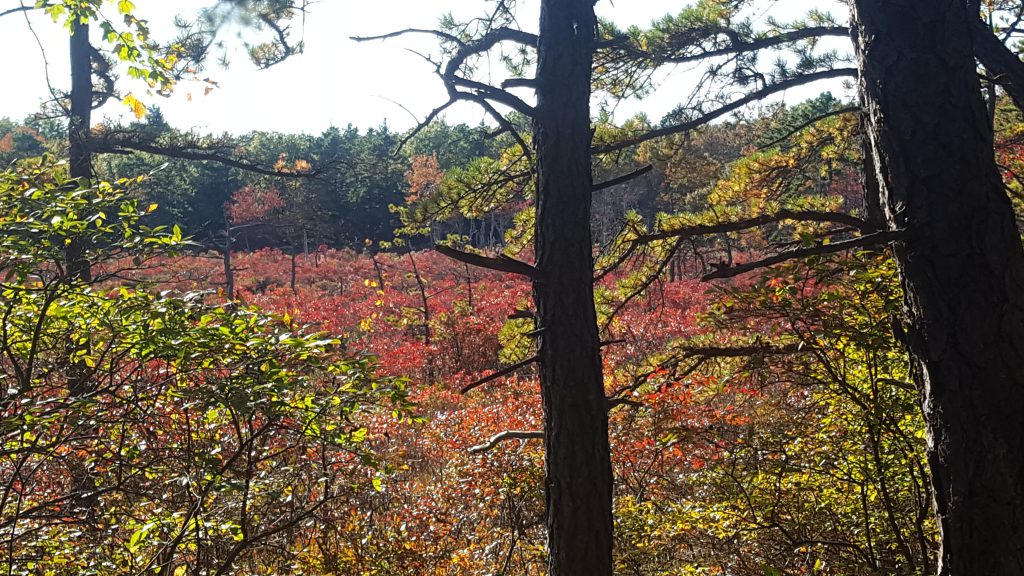 Pocono Mountains Fall Foliage Report