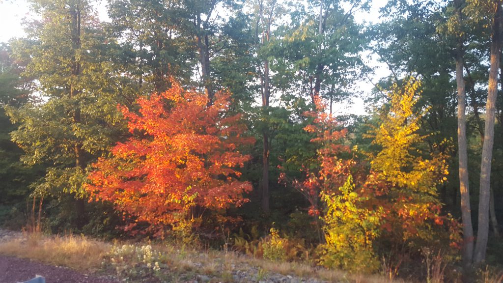 Pocono Mountains Fall Foliage Report